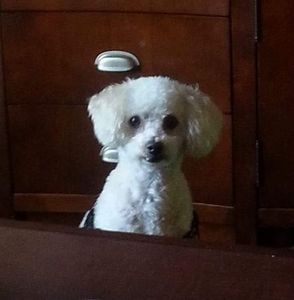 Meet your Posher, Robin